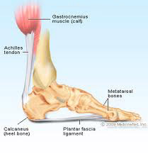 foot diagram heel and plantar fascia